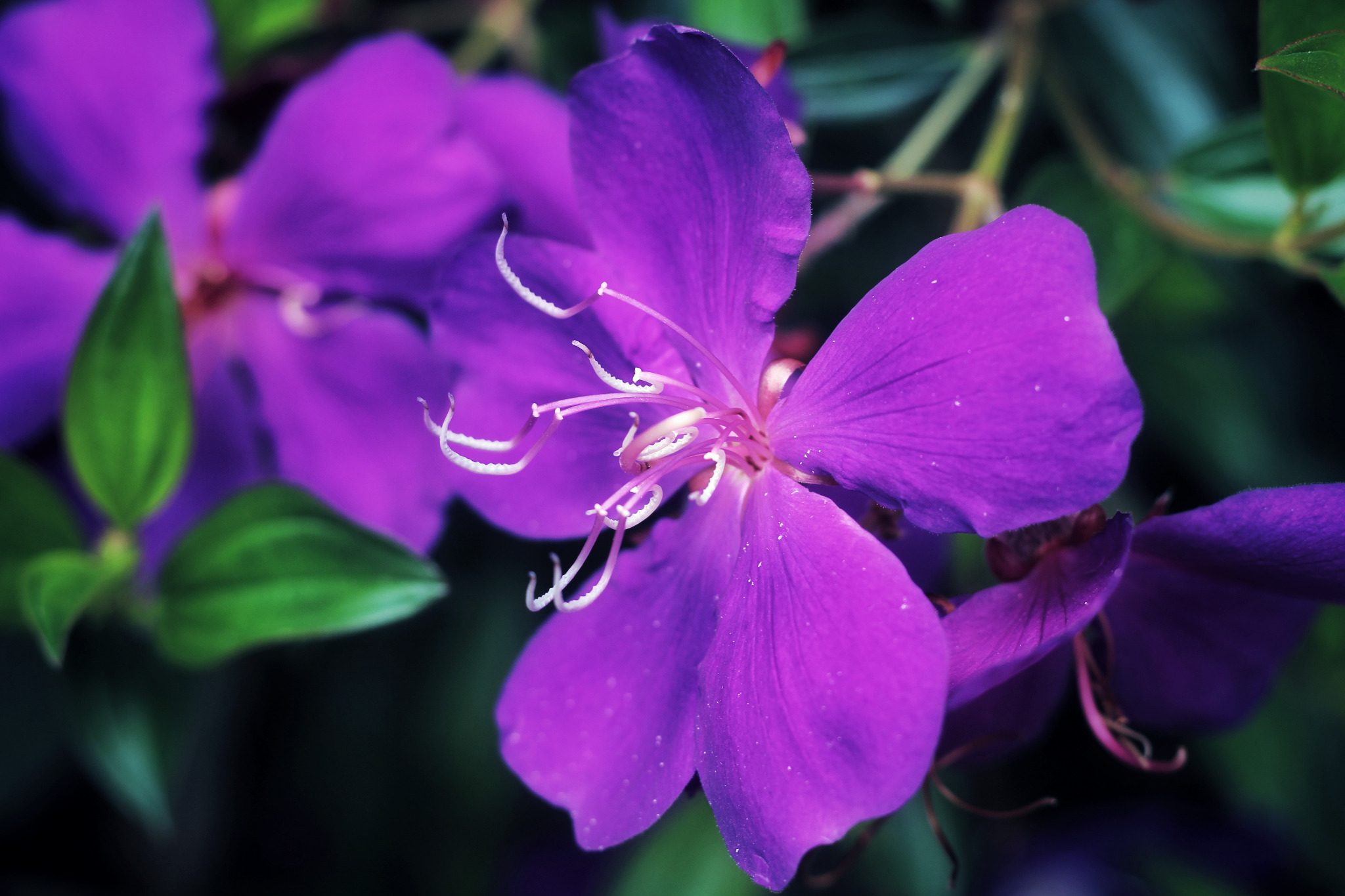 Violet flower with curved pale stamens against dark green foliage