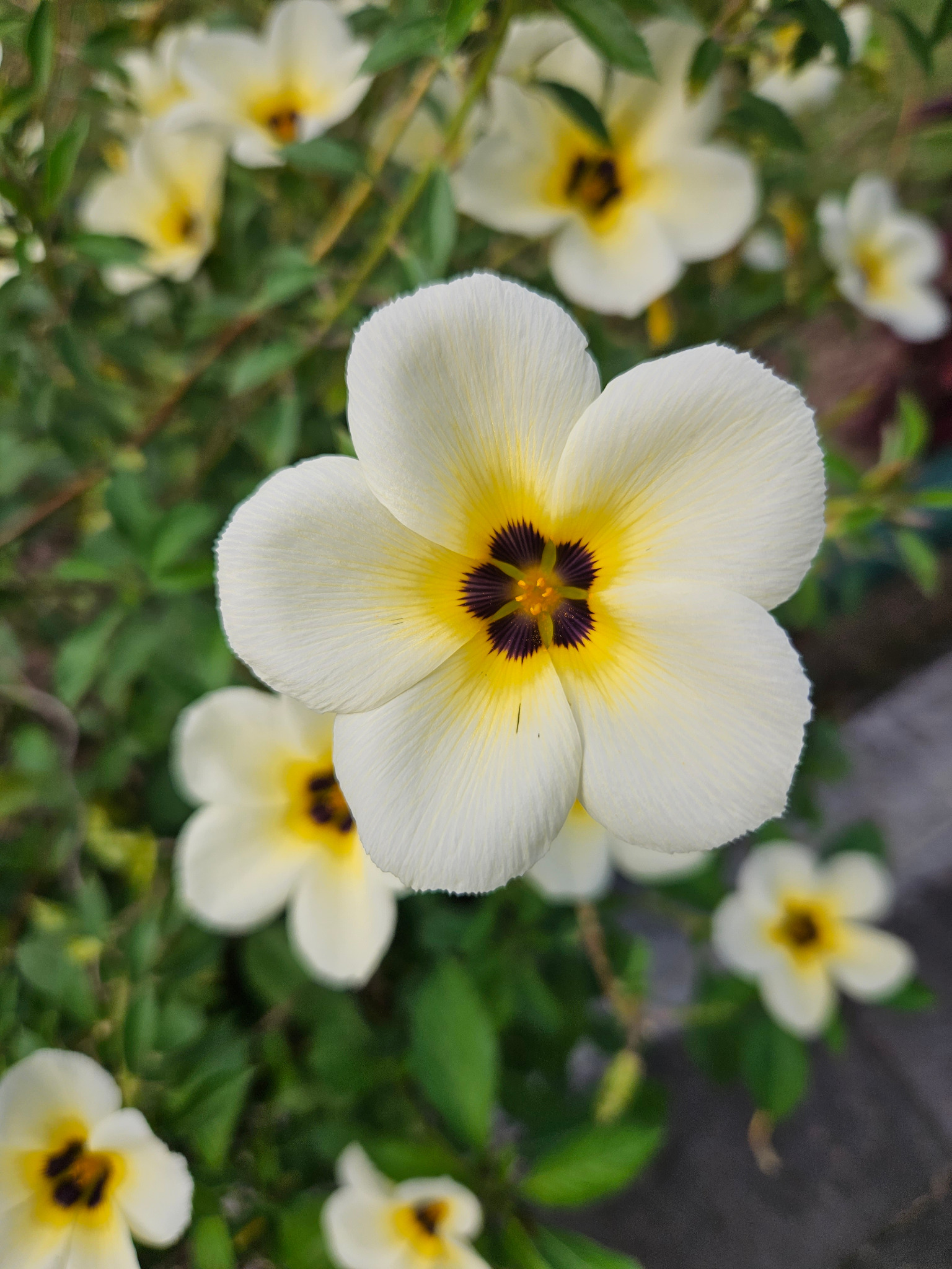 Cream flower with fine petal veins, a yellow ring and dark centre