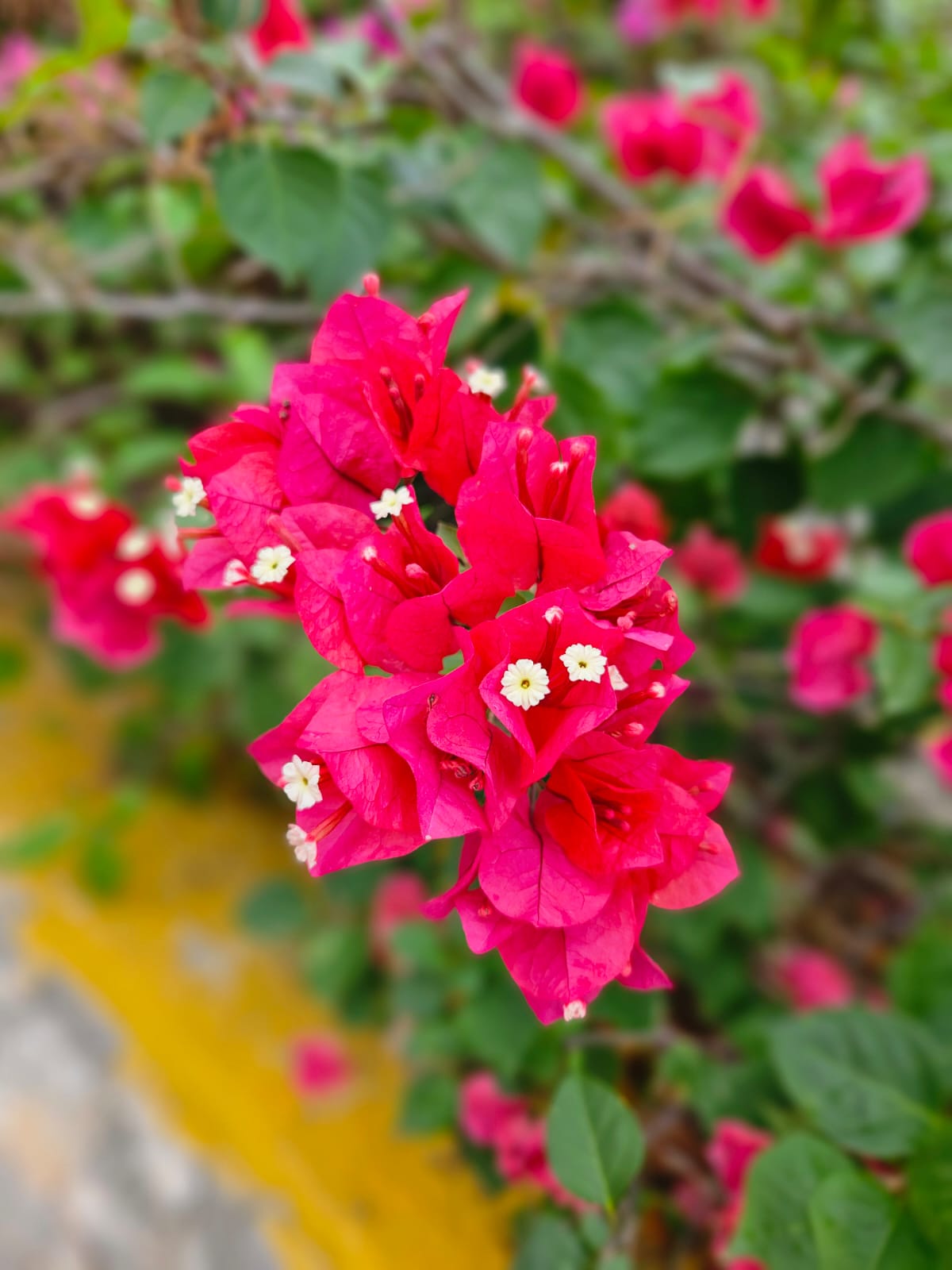 Bright pink papery bracts surrounding tiny white flowers