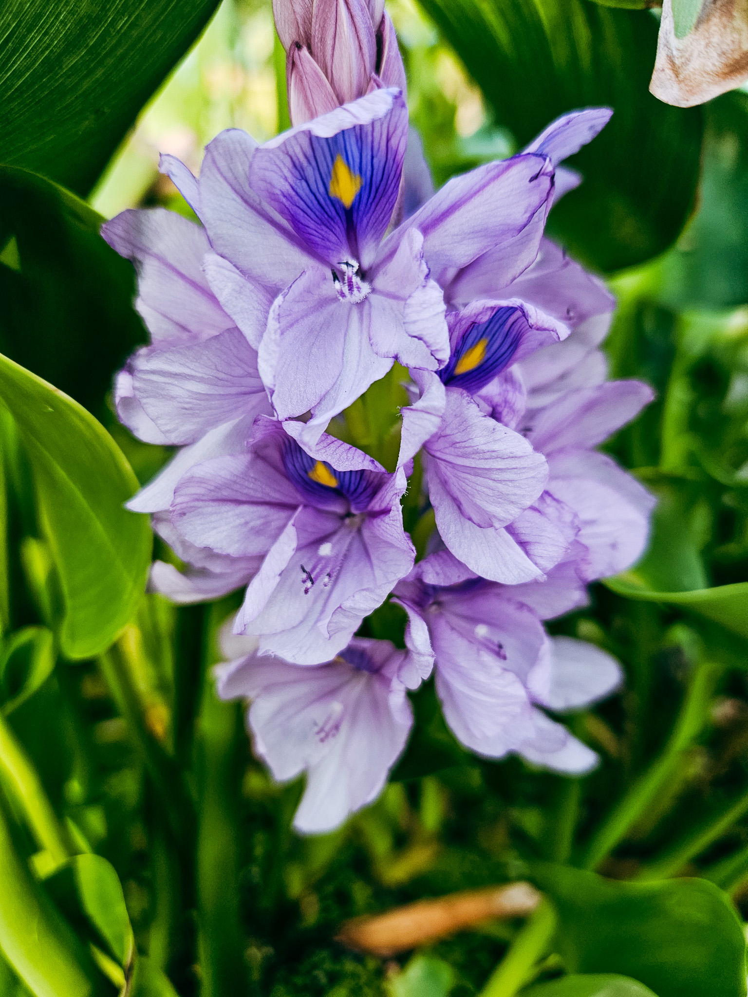 Cluster of pale lavender flowers with violet veins and yellow markings