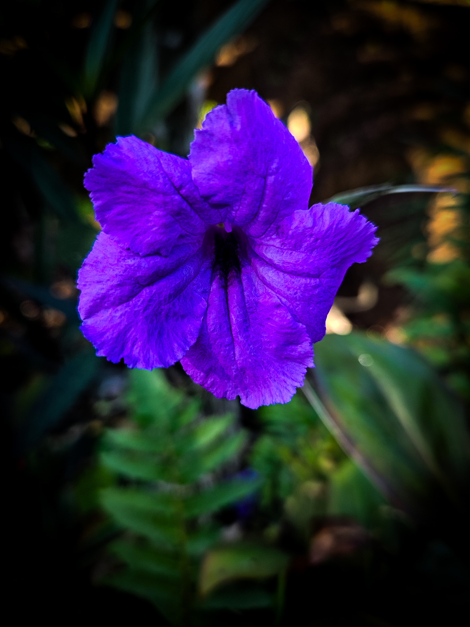 Single vivid violet flower with textured petals against deep shadow