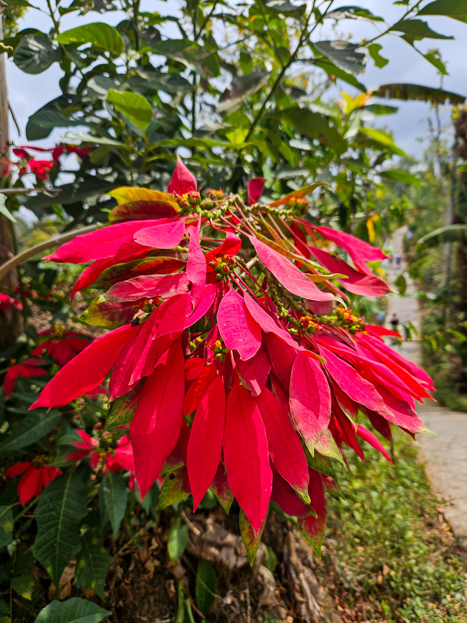 Long red bracts and green leaves reaching into a sunlit garden path